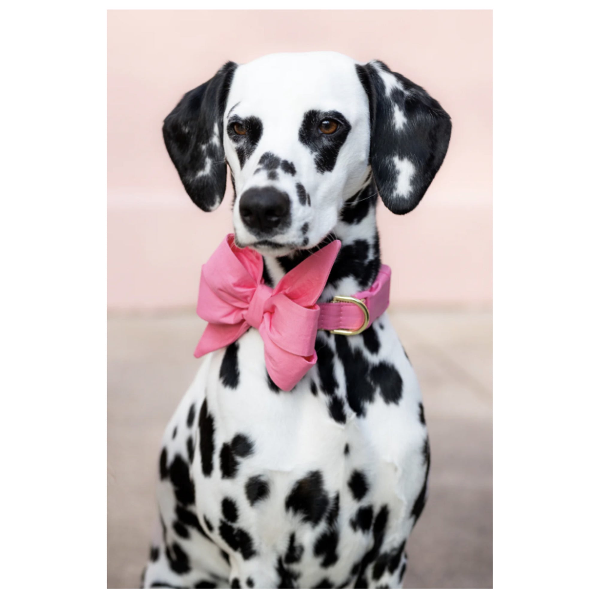 Bubblegum pink Belle bow dog collar