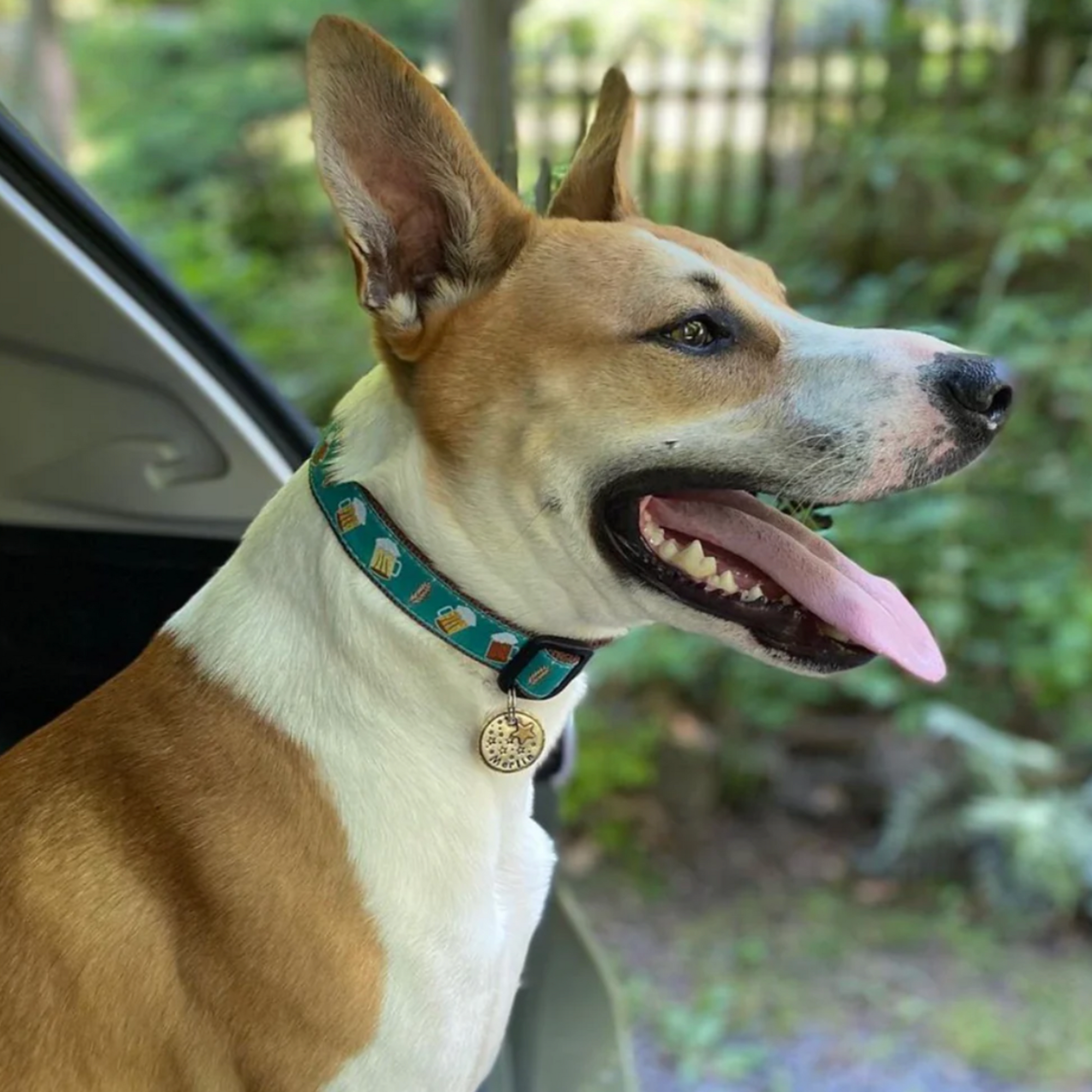 Cheers & Beers dog  collar