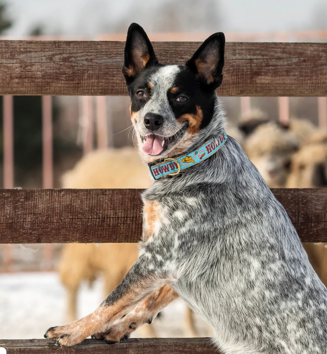 Howdy Collar