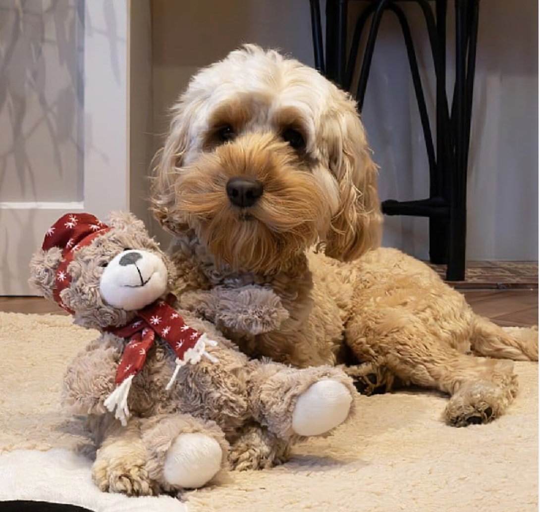 Buddy Bear dog toy
