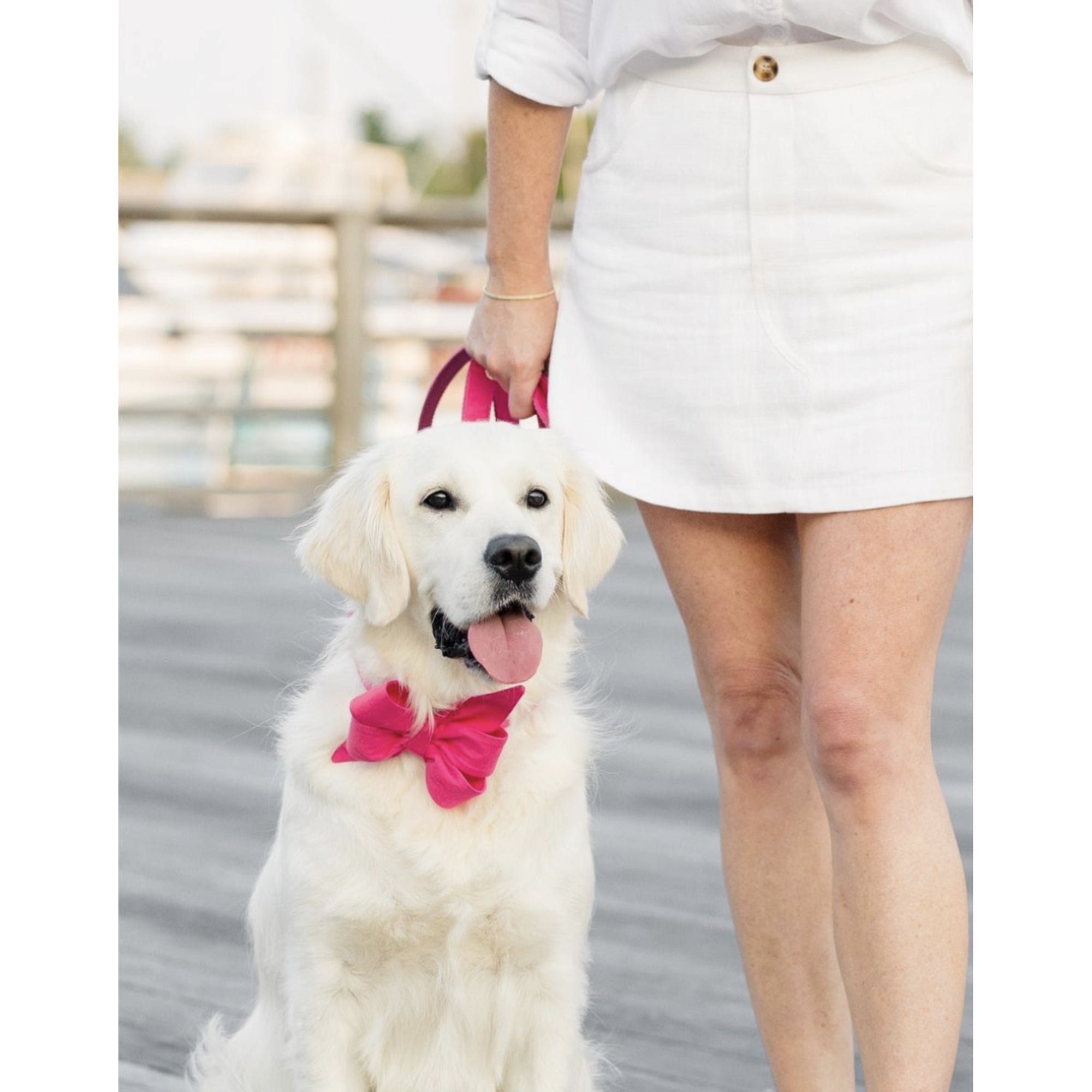 Azalea pink Belle bow dog collar