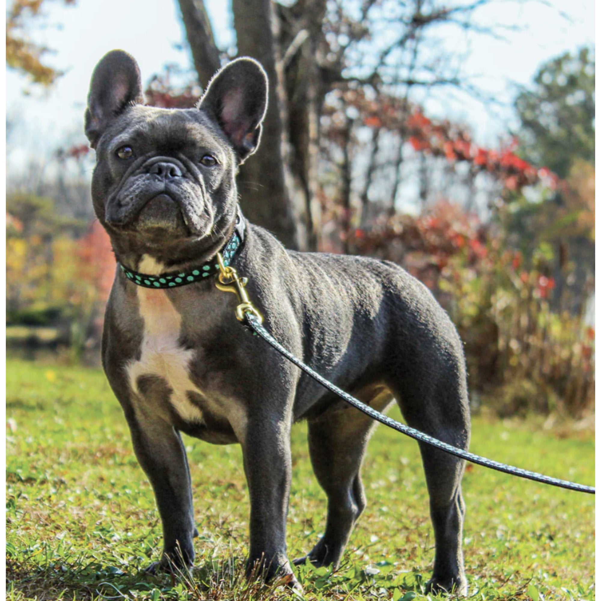 Black and aqua dot lead