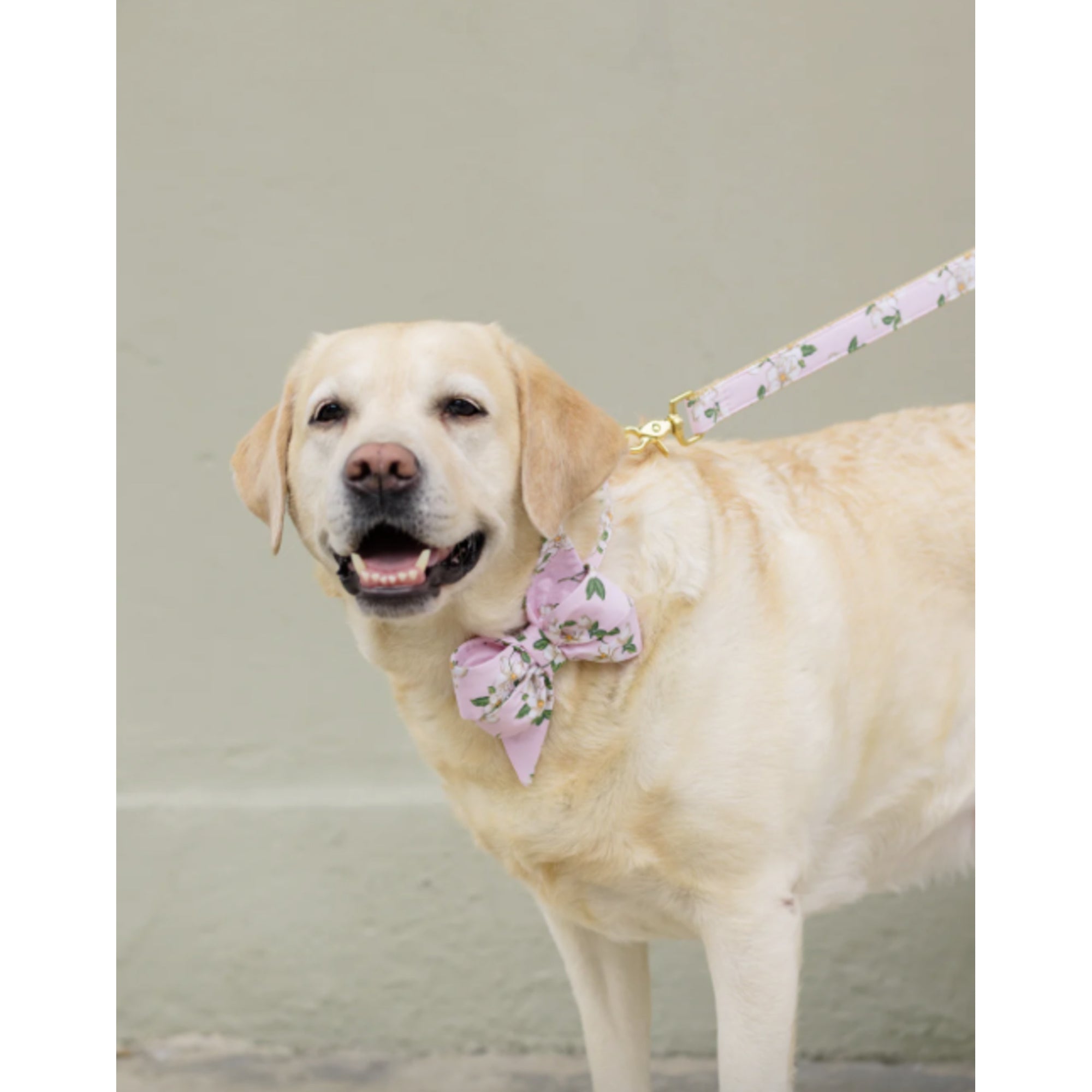 Blush Magnolias Belle Bow dog collar