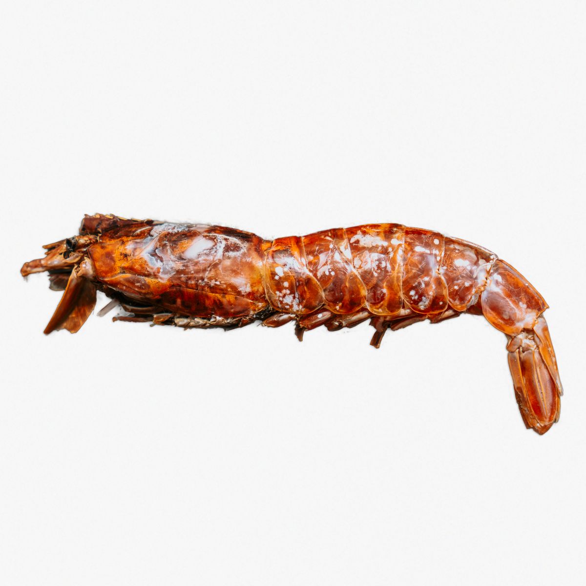 Argentine red shrimp