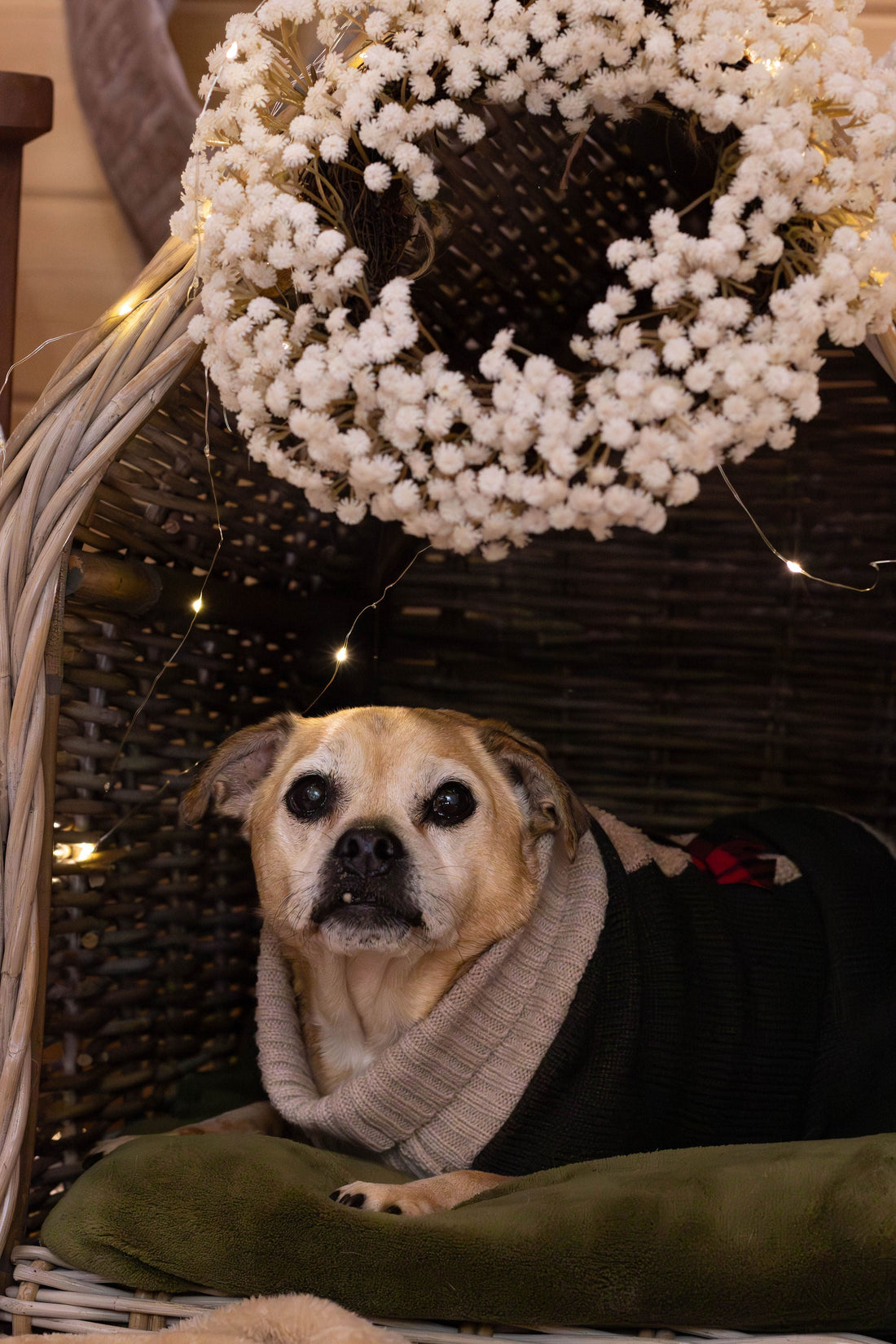 Firework Season Is Coming: Start Preparing Your Dog Now