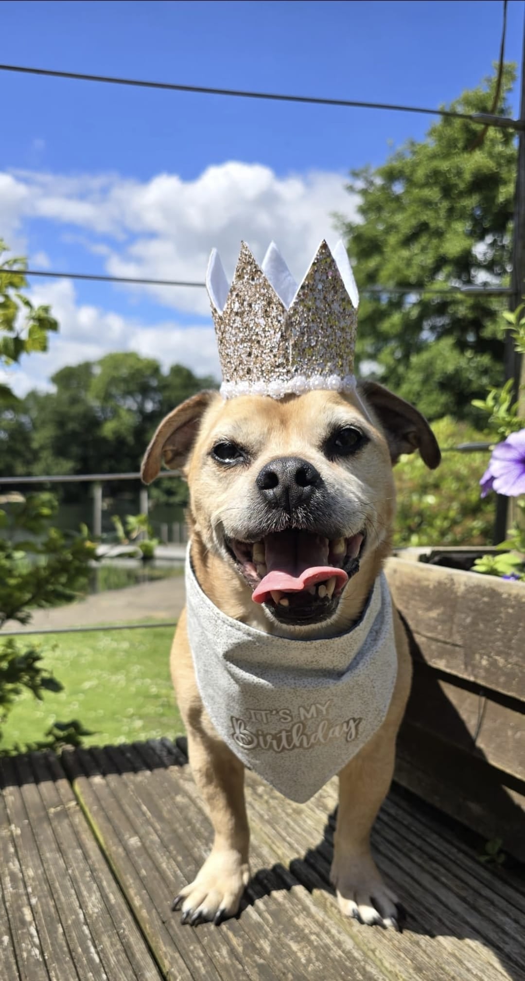 How to Plan the Perfect Birthday for Your Dog