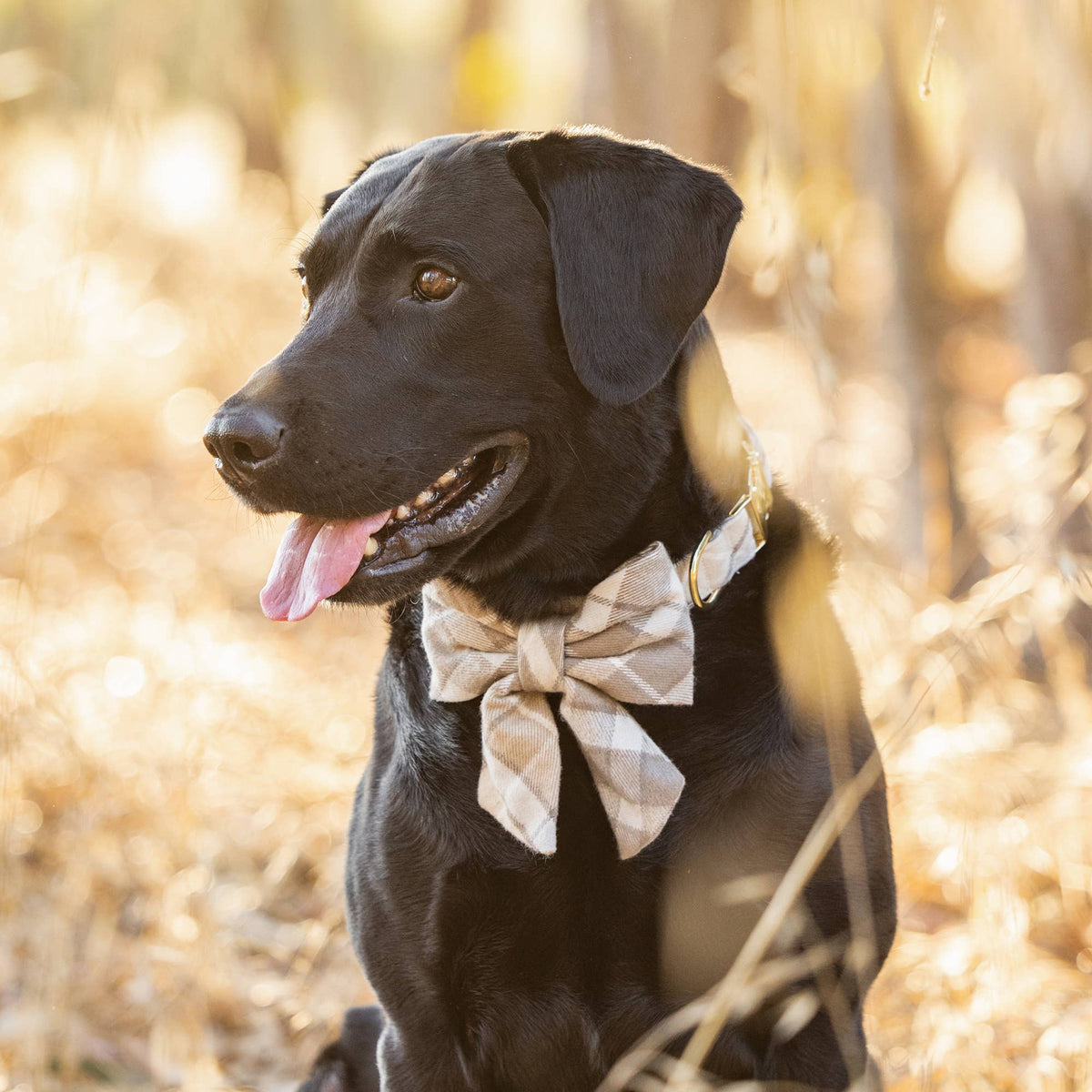 Christmas Collars & Harnesses