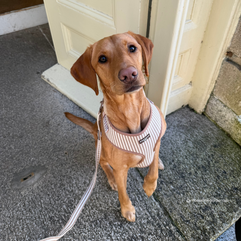 London Linen Stripes Adjustable Neck HARNESS