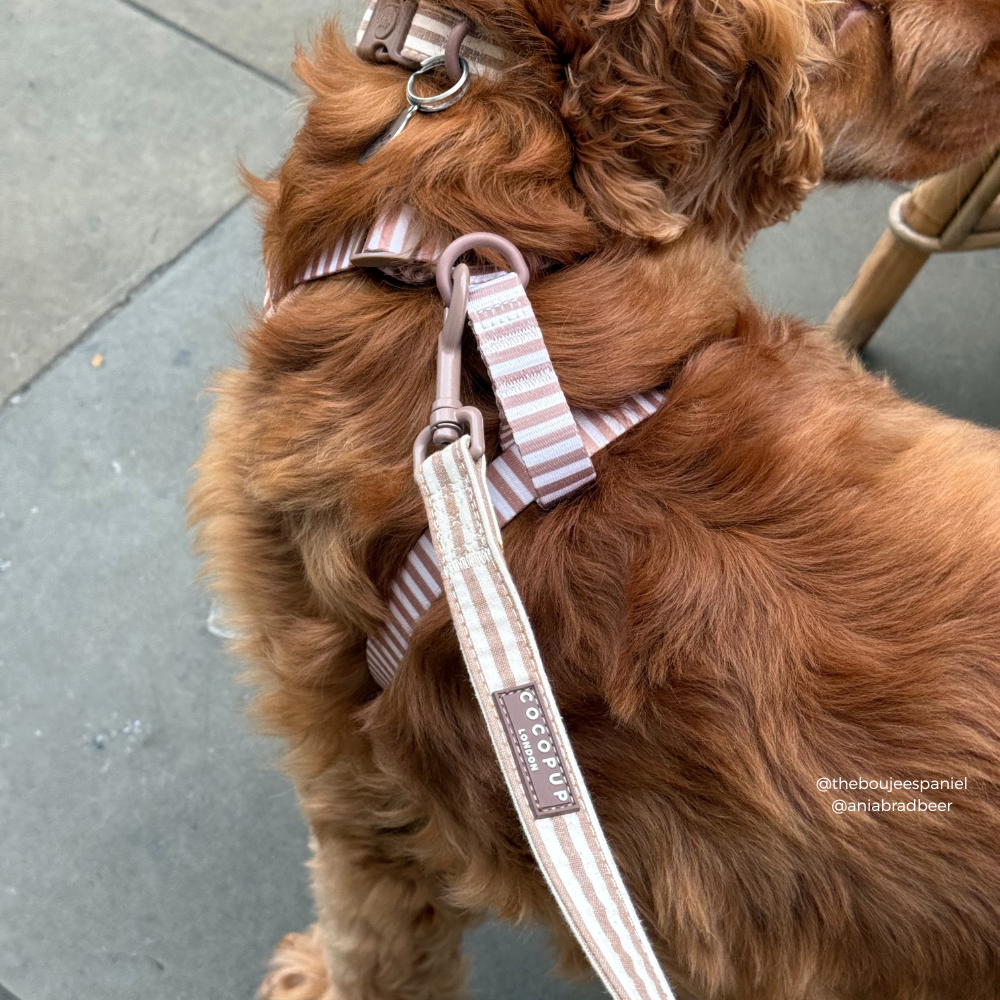 London Linen Stripes Dog Lead