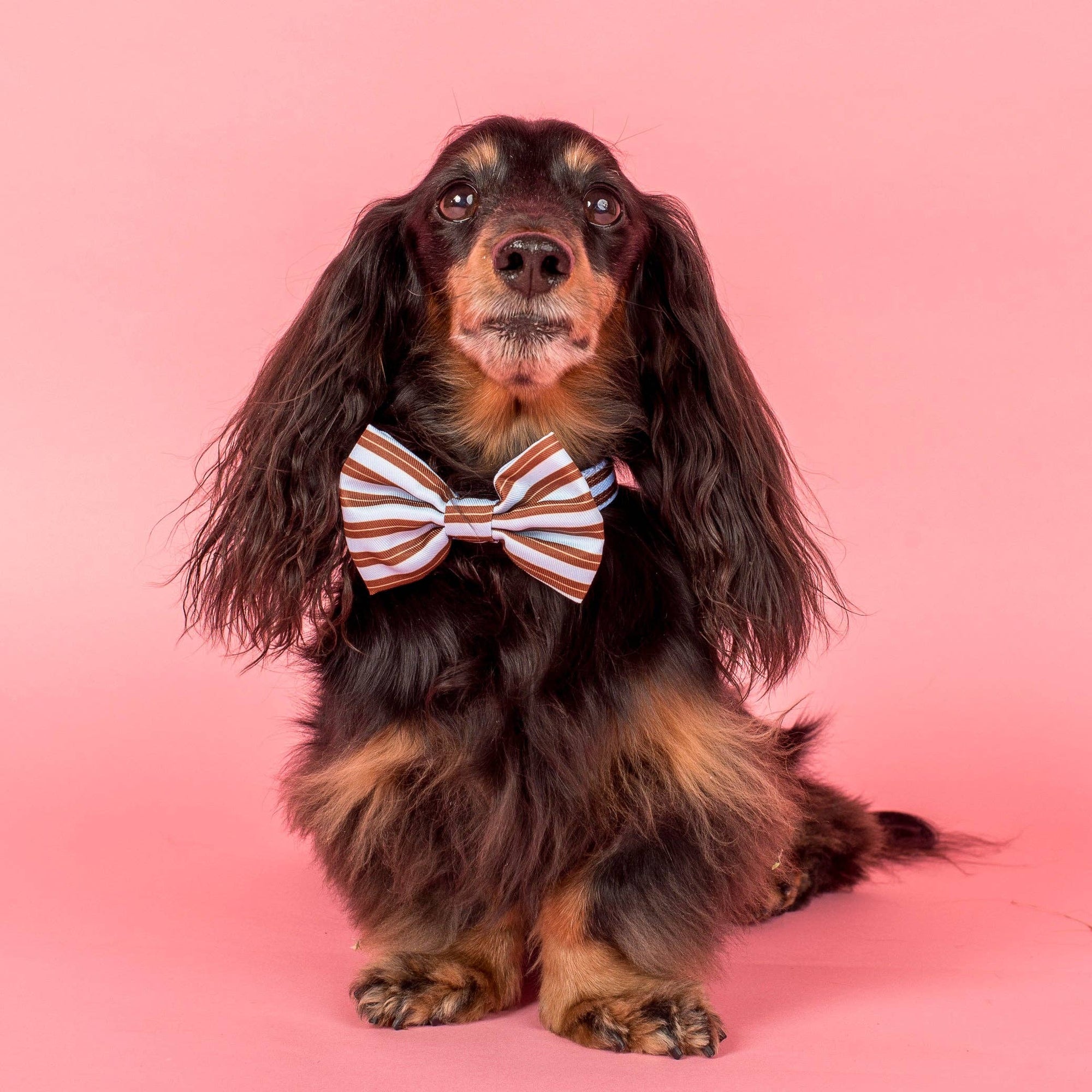 Sunday Stripes: Bow Tie