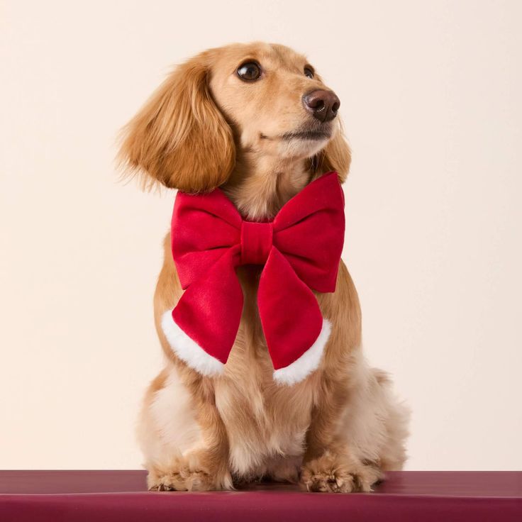 Santa paws sailor bow