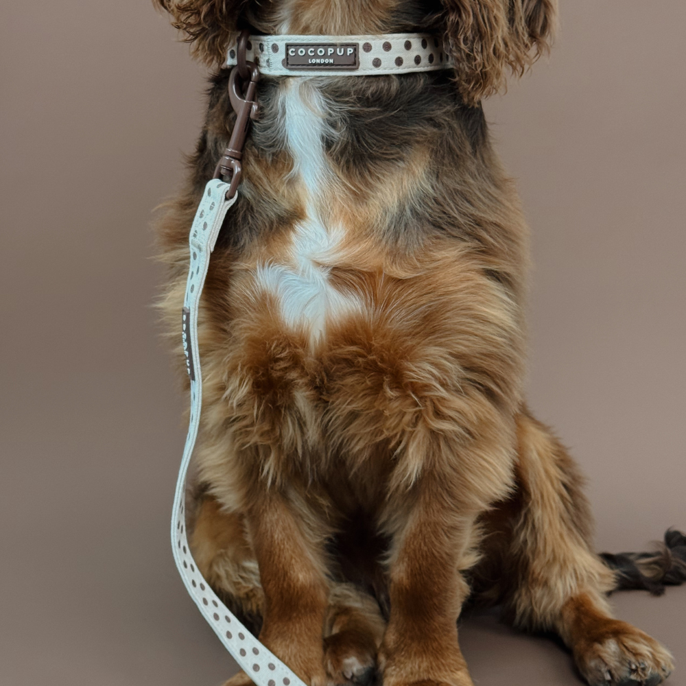 Tiramisu Polka Dot Lead