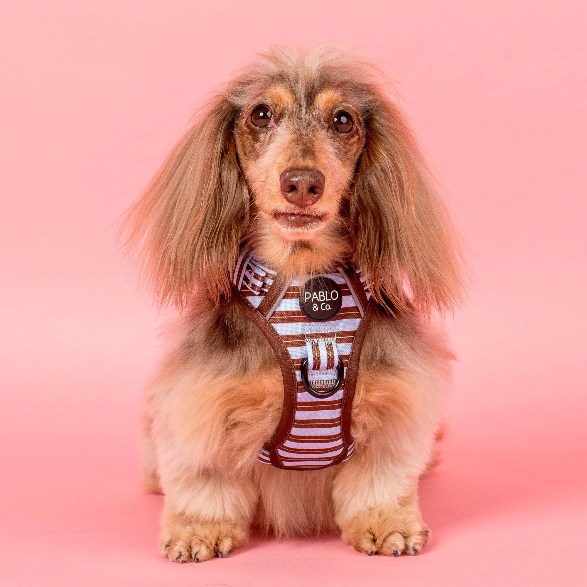 Sunday Stripes: No Pull Adventure Dog Harness
