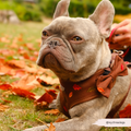 Pawtumn Leaves Dog Bow Tie