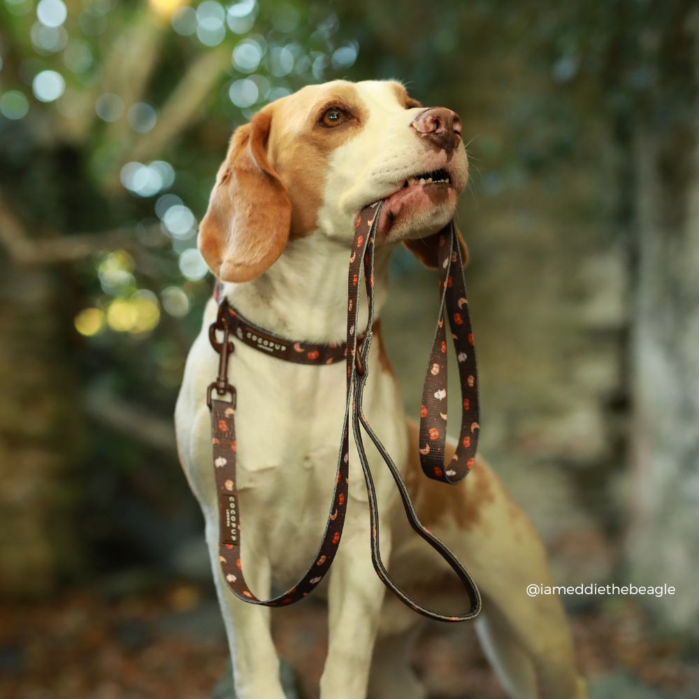 Boo Crew COLLAR