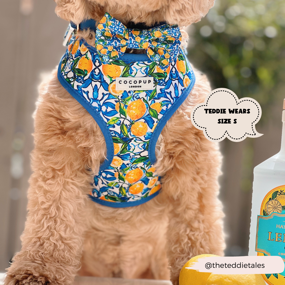 Amalfi Lemon Adjustable Neck HARNESS