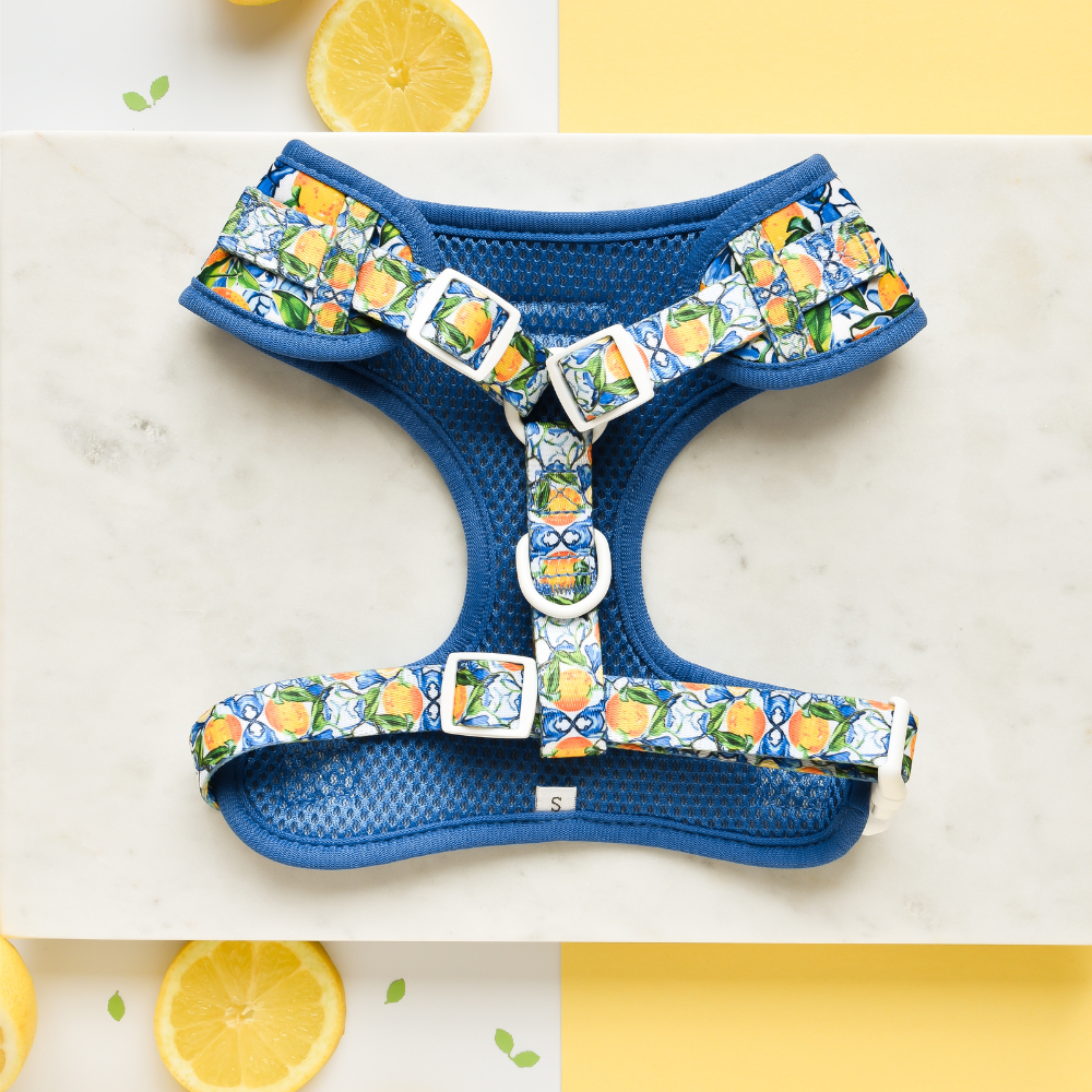 Amalfi Lemon Adjustable Neck Dog Harness