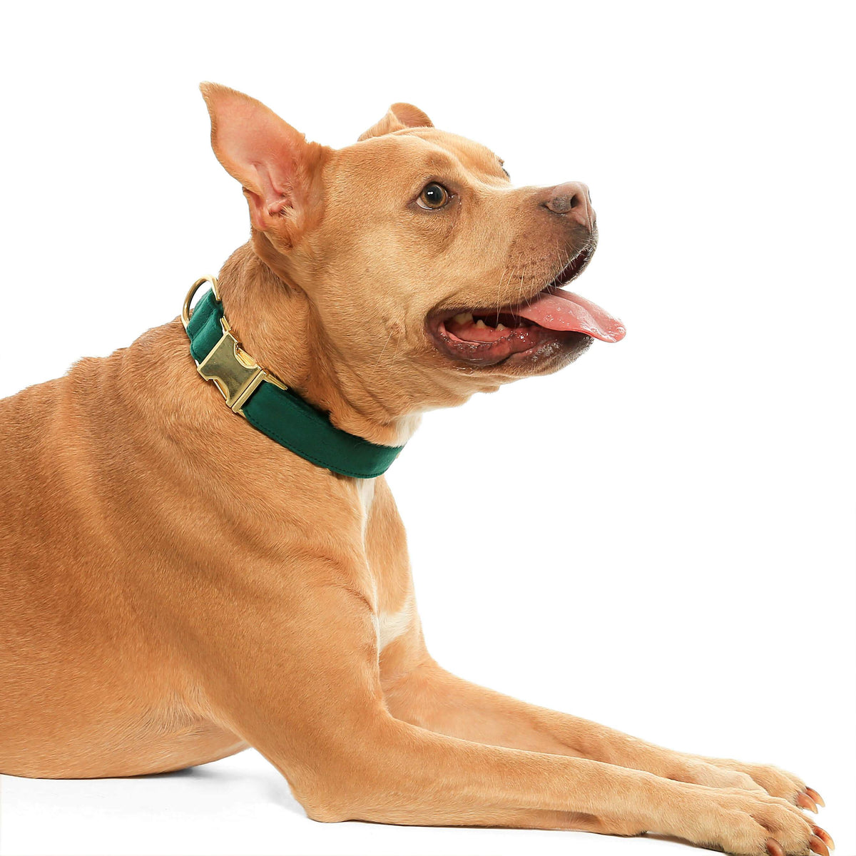 Forest Green Velvet Holiday Dog Collar