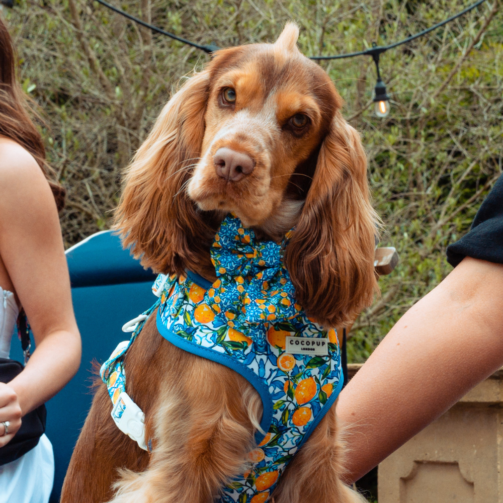 Amalfi Lemon Sailor Dog Bow Tie