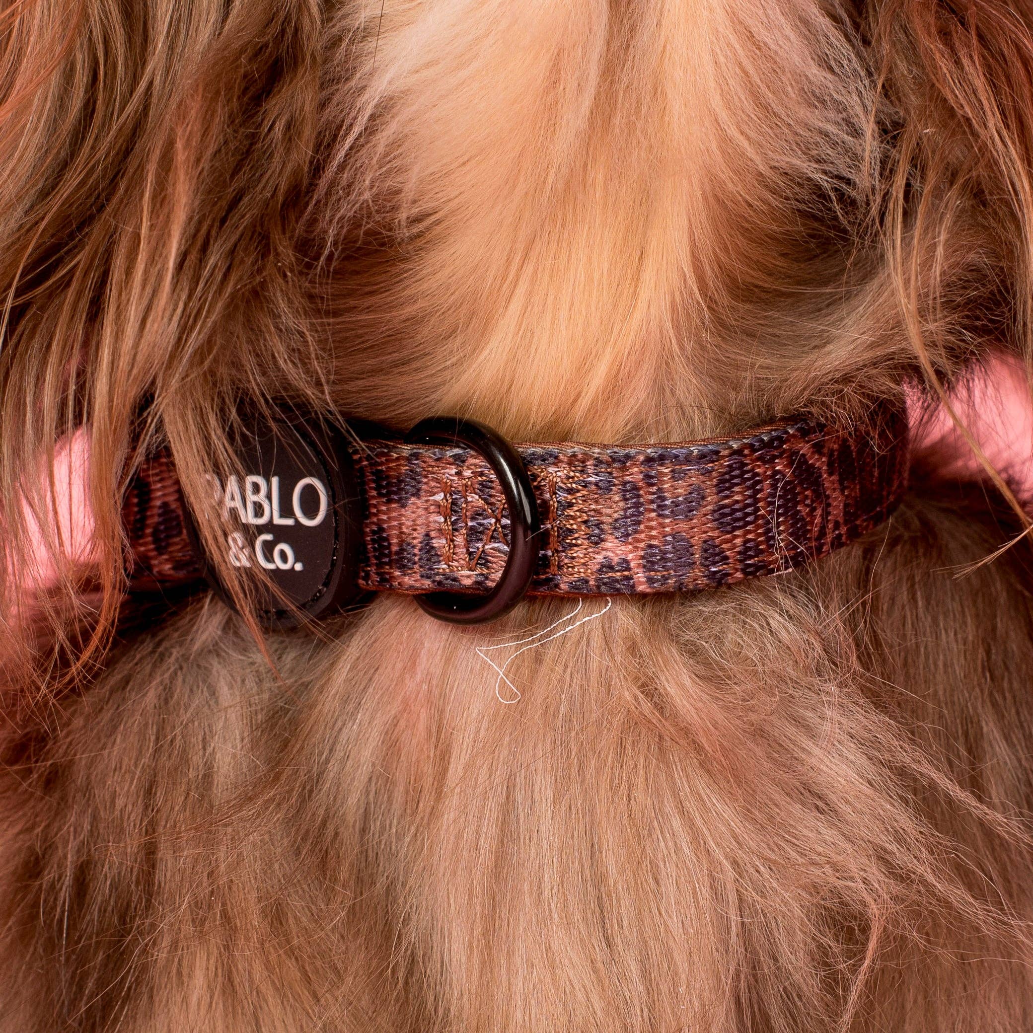 Leopard: Collar