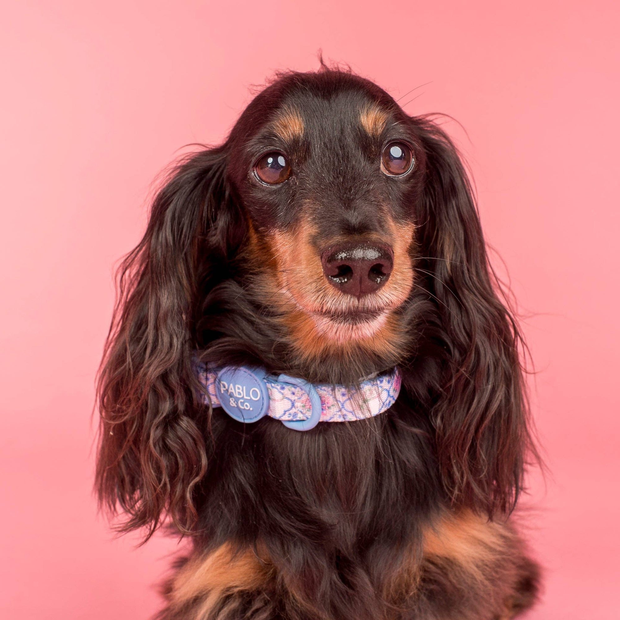 Petal: Collar