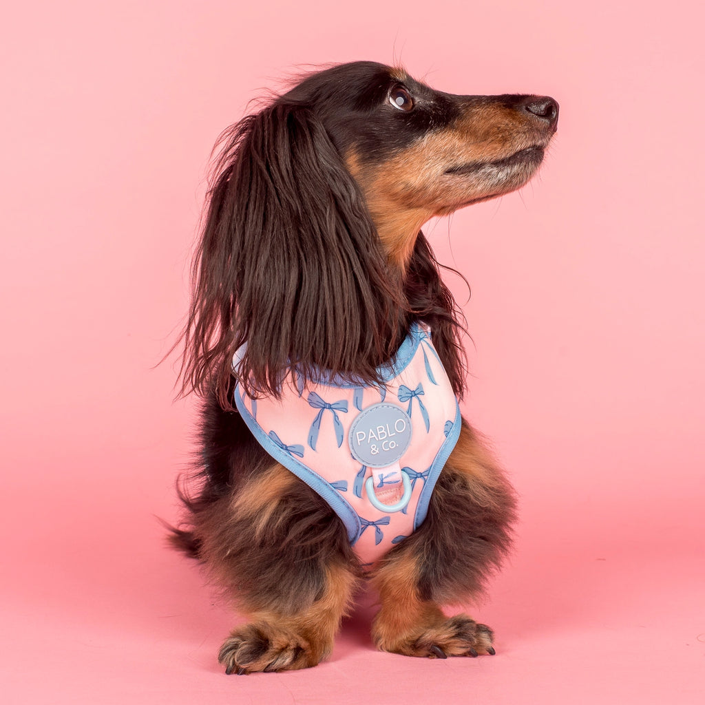 Baby blue bows harness