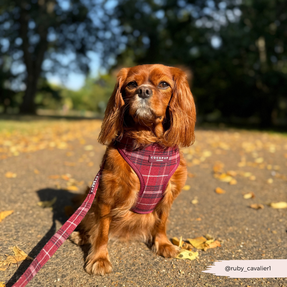 Mulberry Plaid Lead