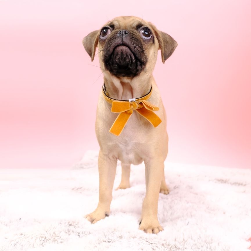 Velvet puppy collar set - Belle yellow