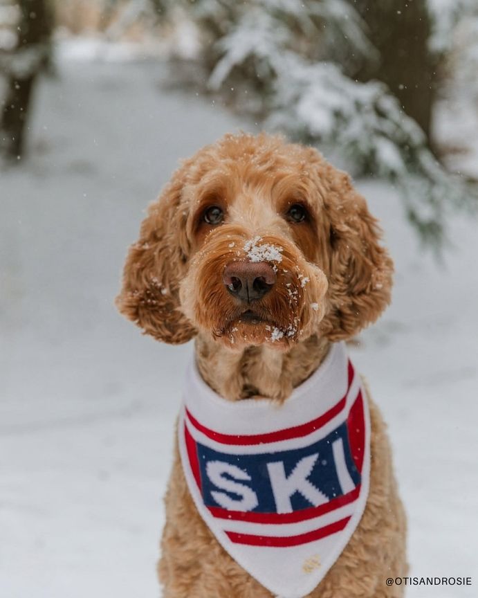 Aprés Ski bandana