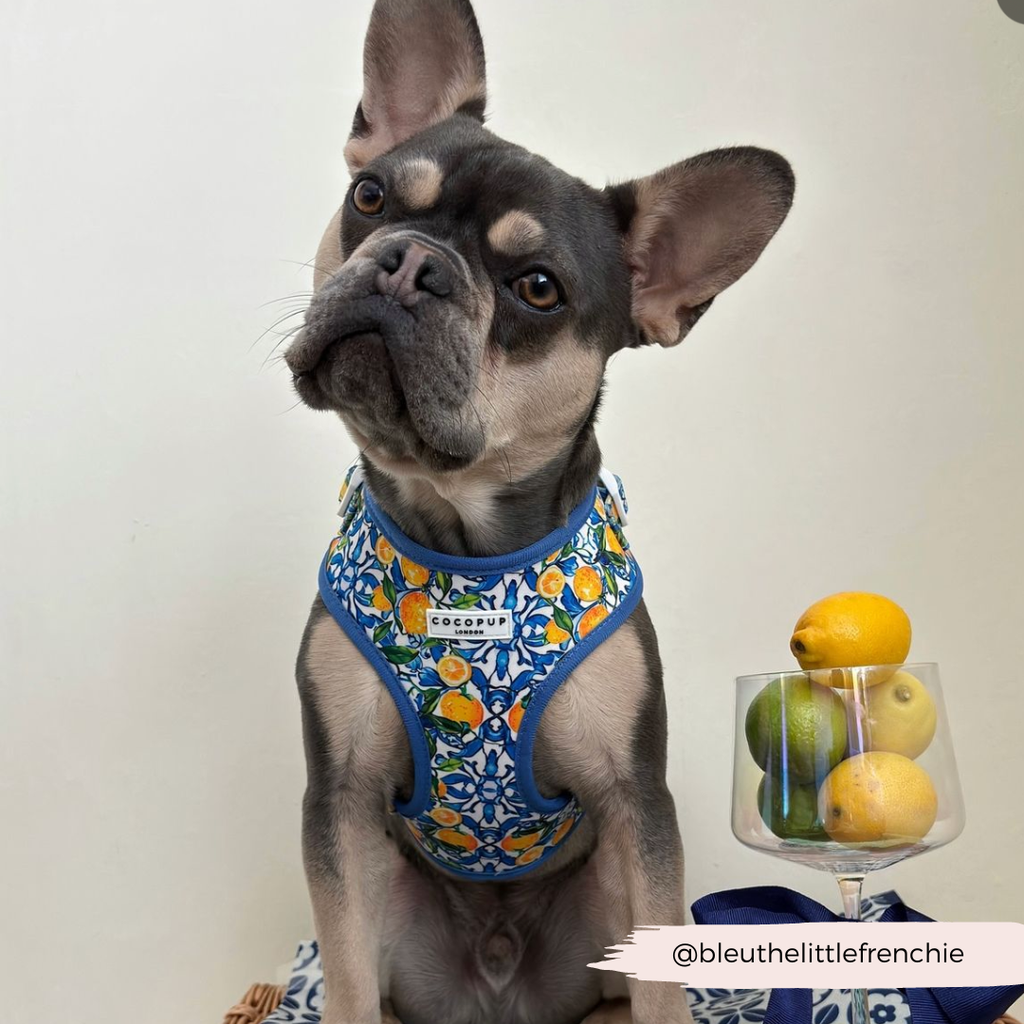 Amalfi Lemon Adjustable Neck HARNESS