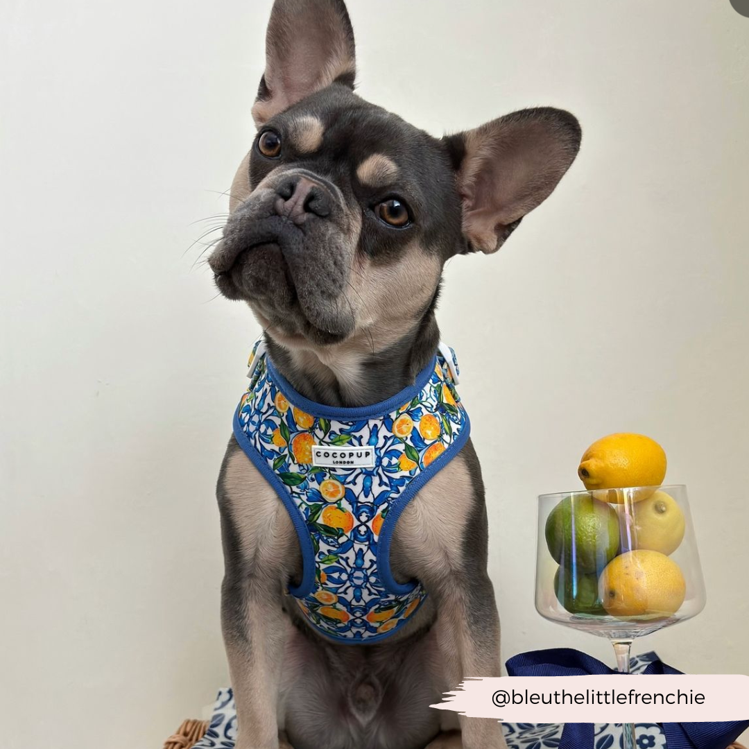 Amalfi Lemon Adjustable Neck HARNESS