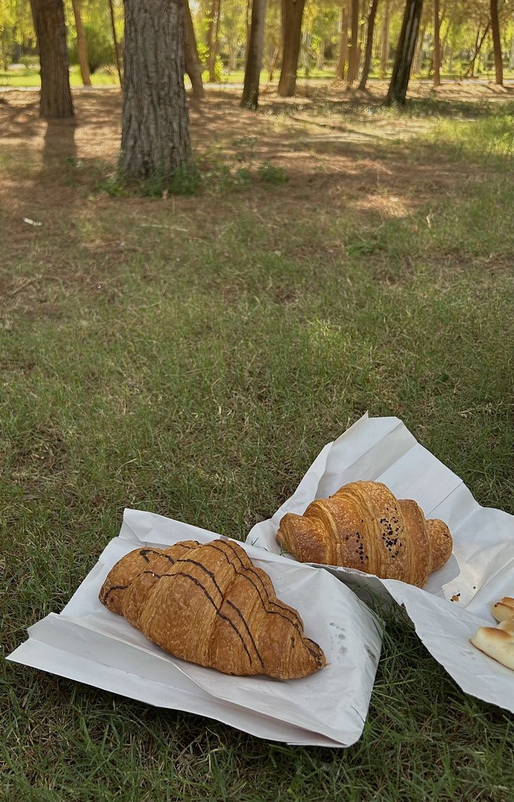 Daisy’s Bluebells and Bubbles dog walk