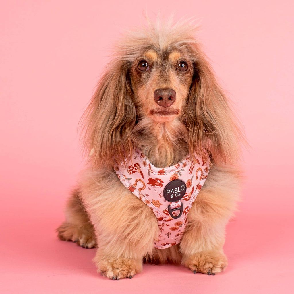 Howdy Adjustable Dog Harness