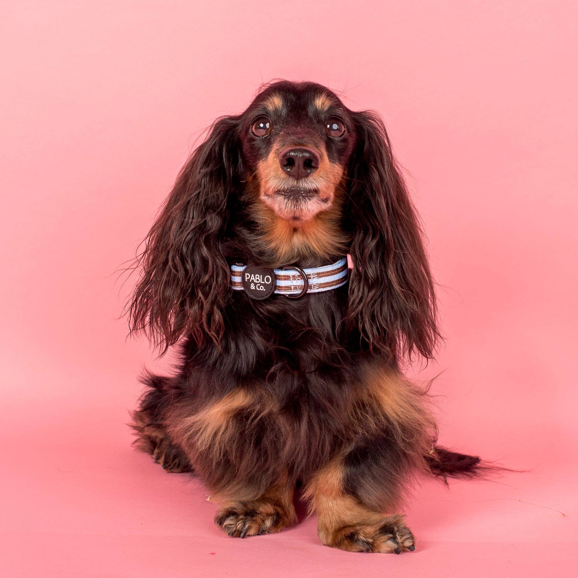 Sunday Stripes: Dog Collar