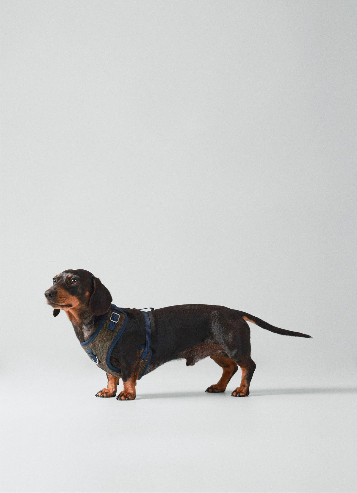 Hackett x Hugo Hudson Dark Green Checked Tweed Dog Harness