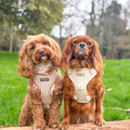 London Linen Stripes Adjustable Neck dog harness