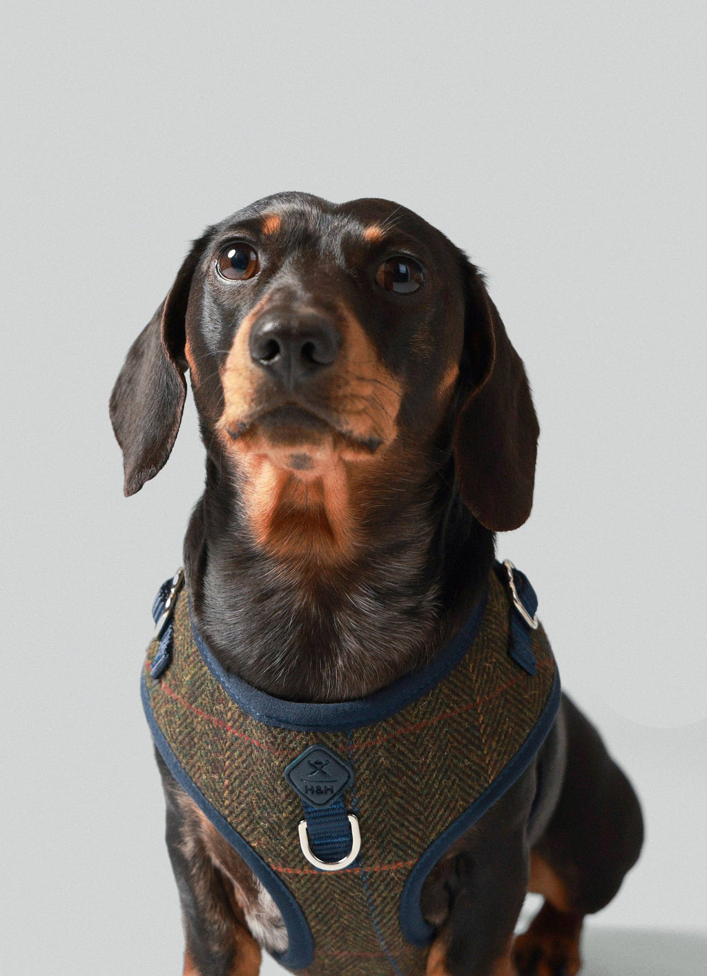 Hackett x Hugo Hudson Dark Green Checked Tweed Dog Harness