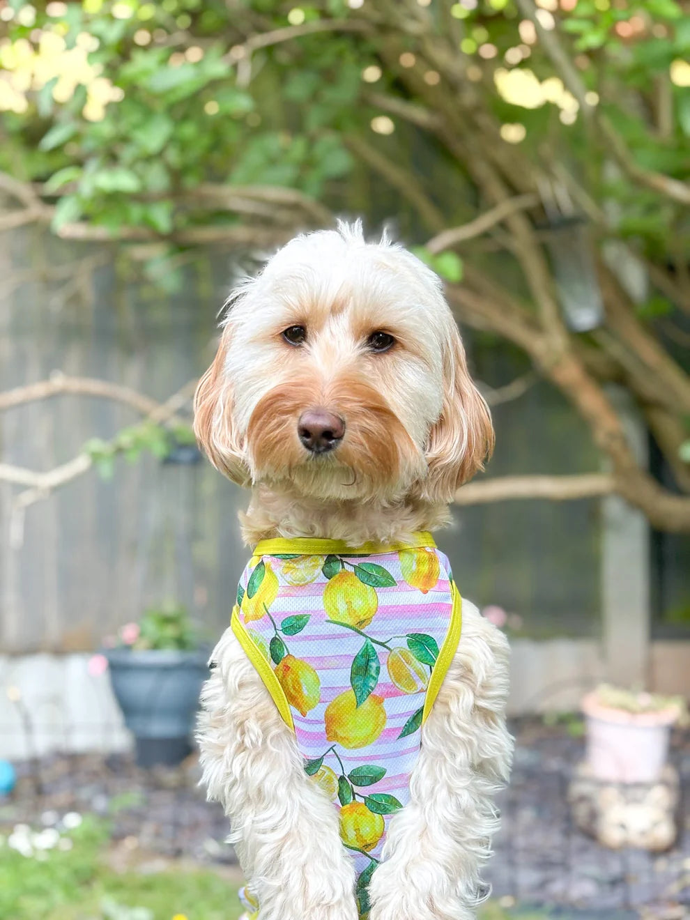 Lemons cooling vest