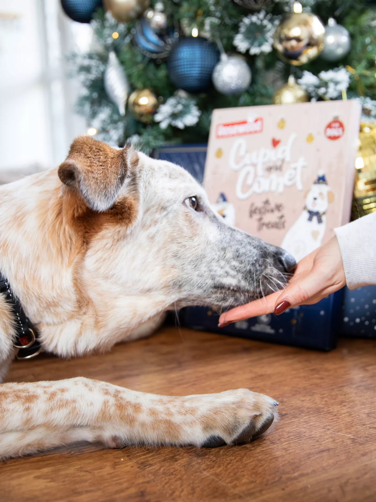 Cupid & Comet Luxury Deli Advent Calendar for dogs