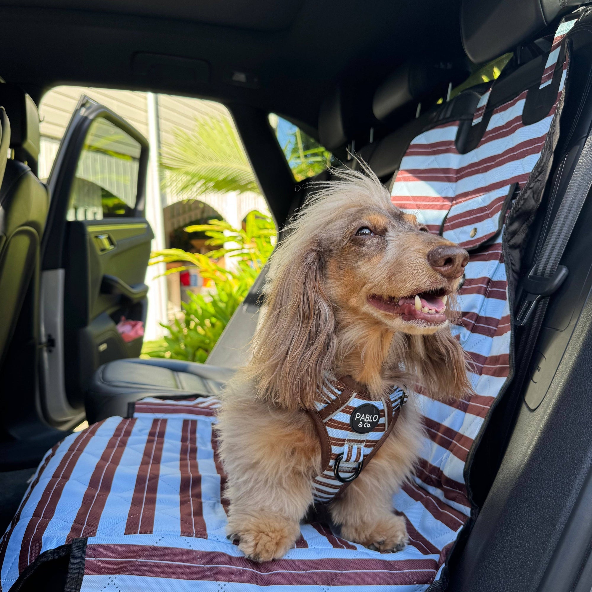 Sunday Stripes: Deluxe Single Dog Car  Seat Cover