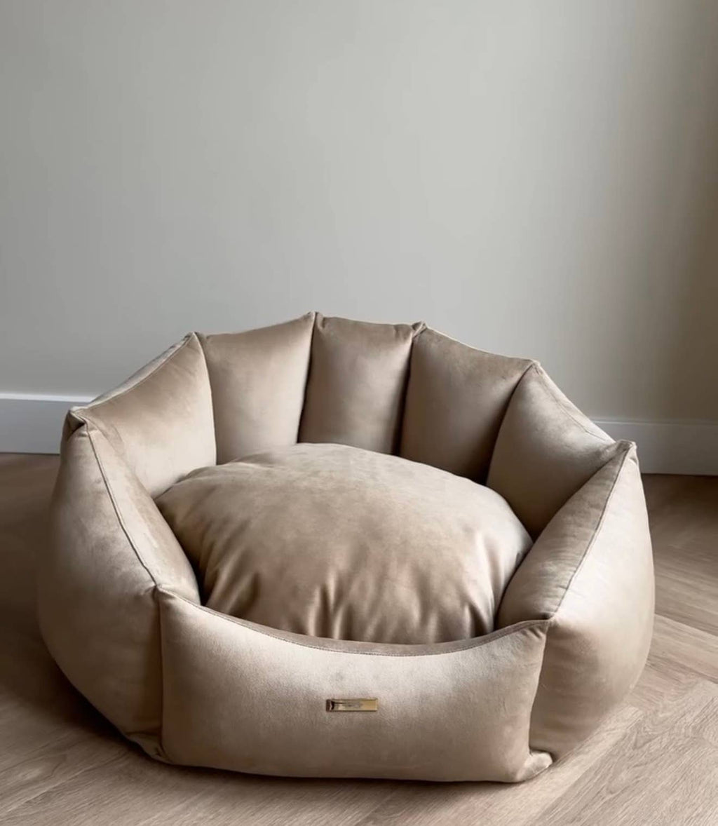 Shell Teddy Dog Be Gold Velvet