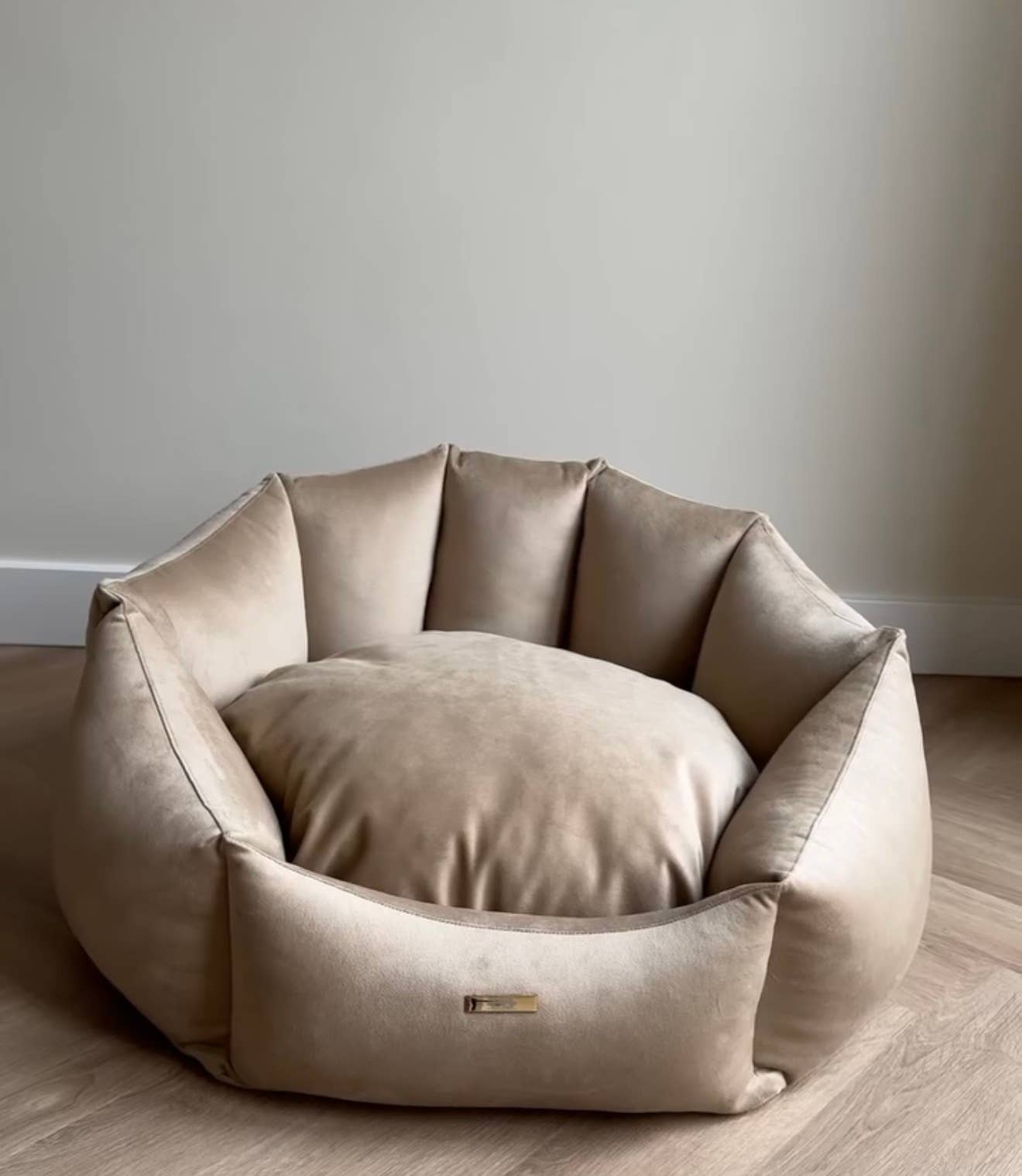 Shell Teddy Dog Be Gold Velvet