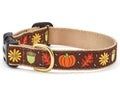 Harvest Time Thanksgiving Dog Collar