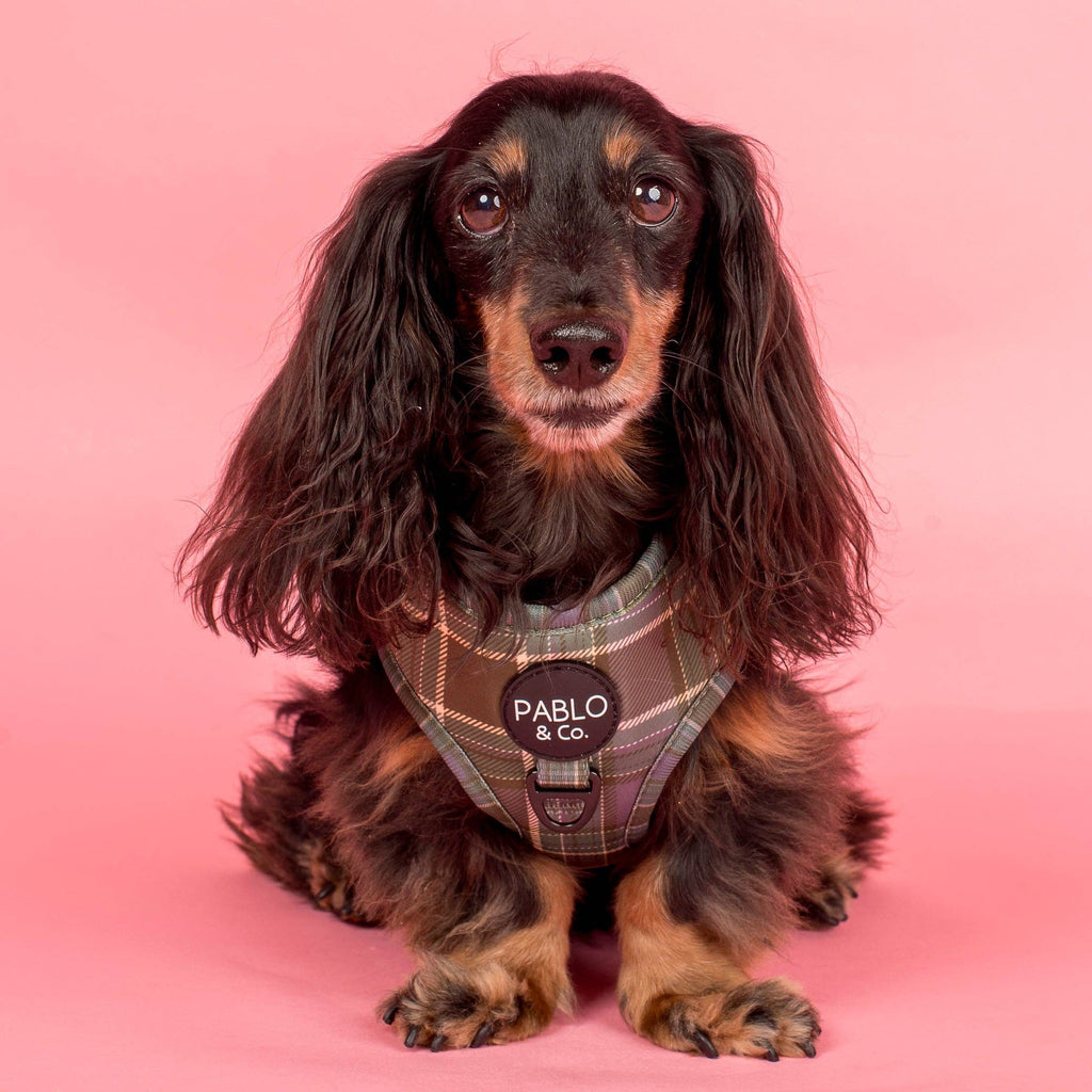 Green Plaid Adjustable Dog Harness