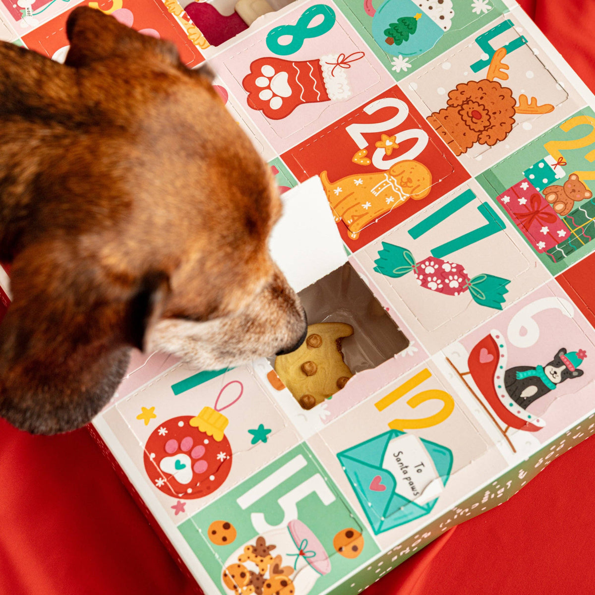 Christmas Biscuit Advent Calendar for Dogs