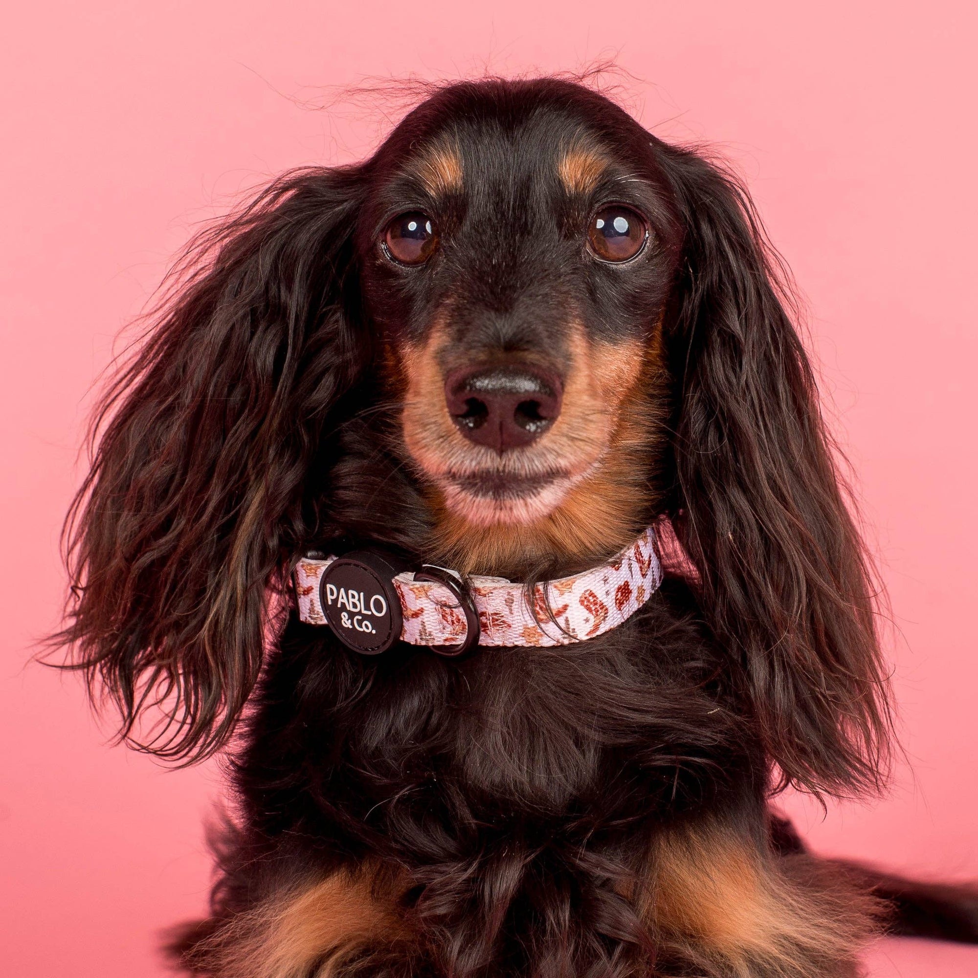 Howdy: Collar