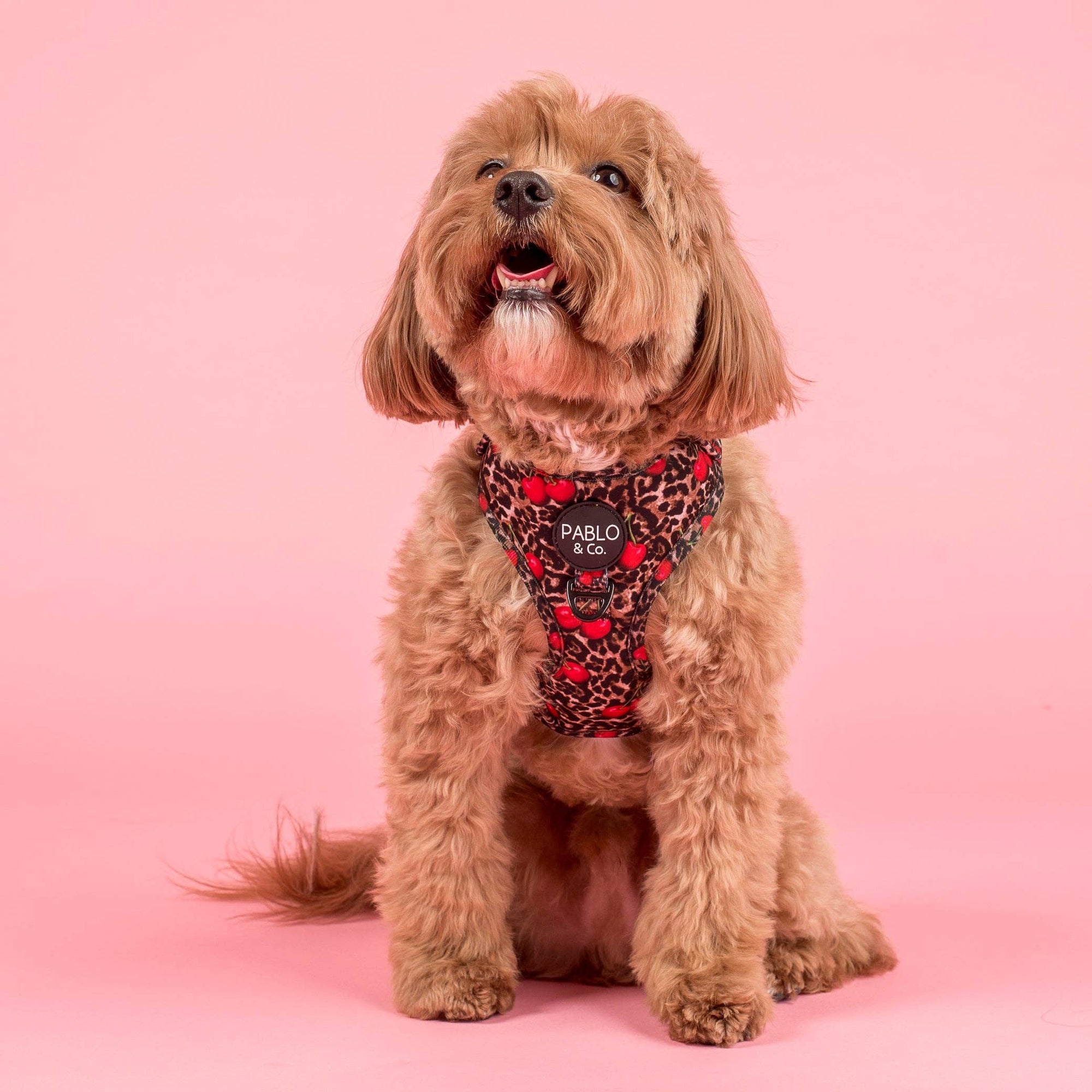 Leopard Cherries: Adjustable Dog Harness