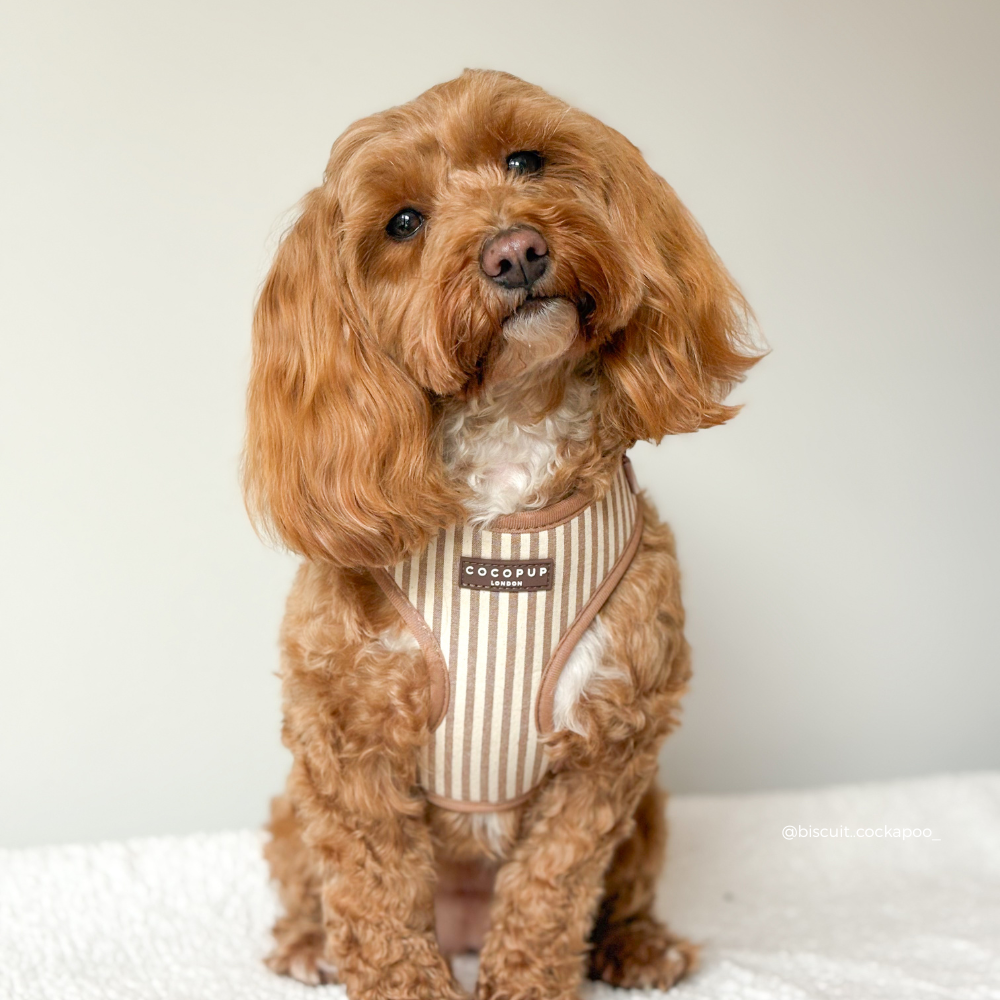 London Linen Stripes Adjustable Neck HARNESS