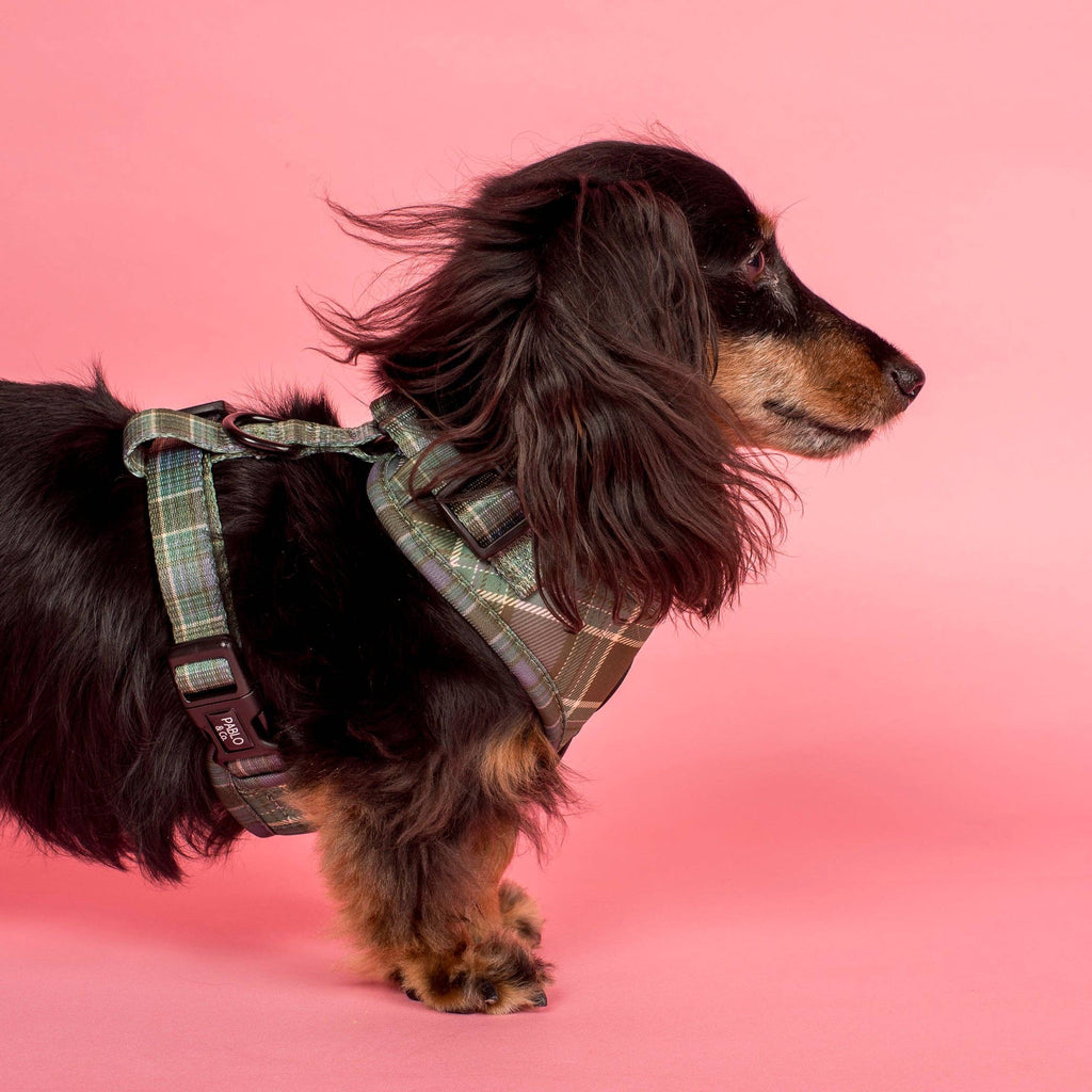 Green Plaid Adjustable Dog Harness