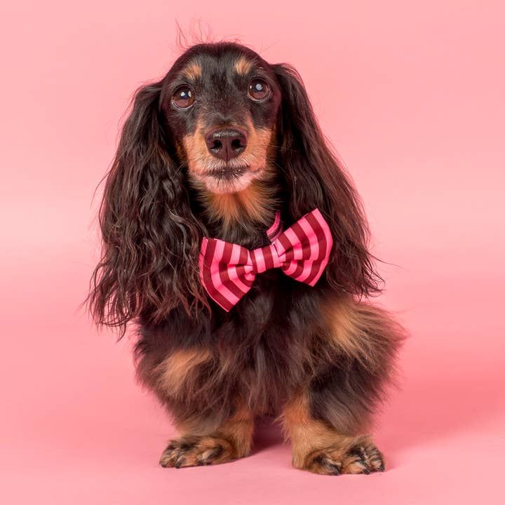 Blushing Stripes bow tie